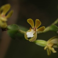 Trichoglottis tenera (Lindl.) Rchb.f.